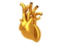 3d Human Heart